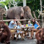 Bali ATV Quad Bike and Breakfast with Orangutan