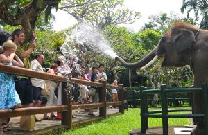 Elephant Safari Park Lodge