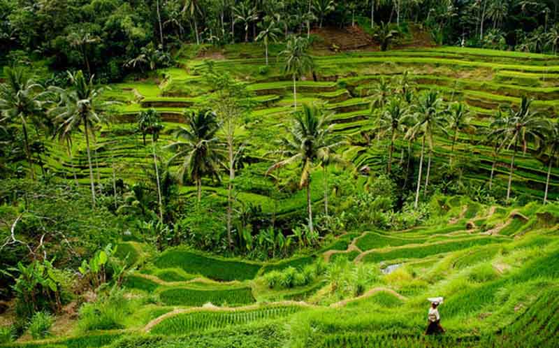 Kuber Bali ATV and Ubud Tour