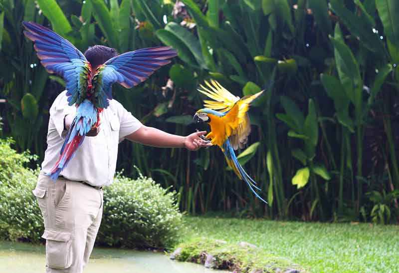 bali bird park gianyar