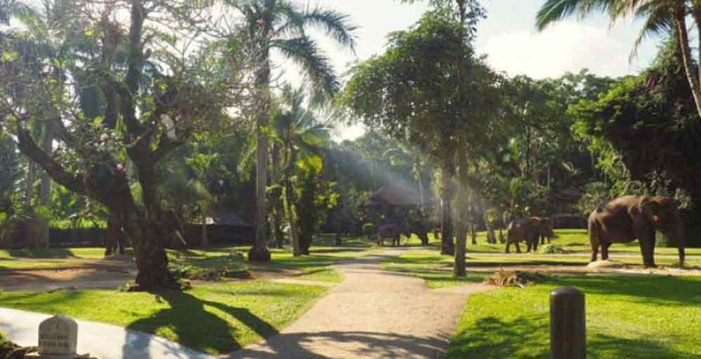 Elephant Ride Tour at Mason