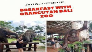 Breakfast with orangutans at the Bali Zoo