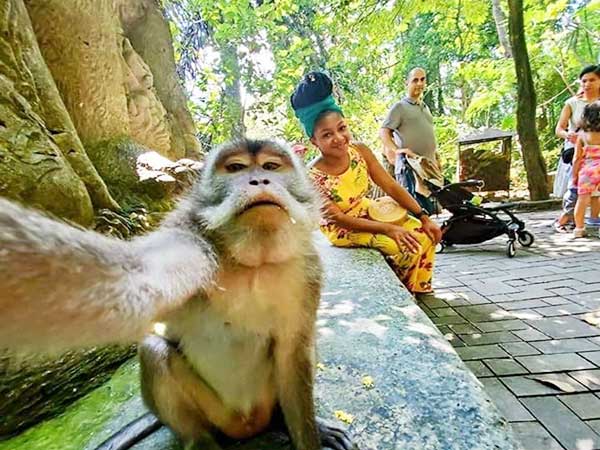 Bali atv quad bike and monkey forest ubud tour