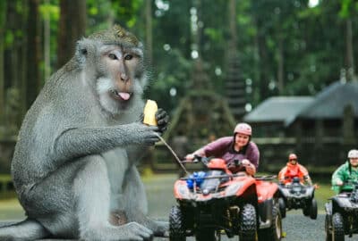 ATV monkey forest
