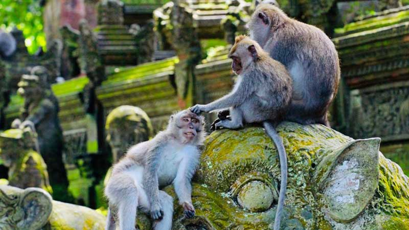 Bali ATV Quad Bike with Monkey Forest and Tegenungan Waterfall